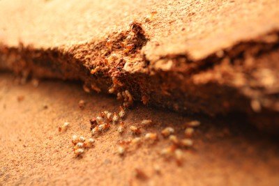 Termites help unload wood chips.